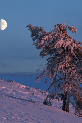 Обои небо, снег, дерево, зима, луна, the sky, snow, tree, winter, the moon разрешение 2560x1707 Загрузить