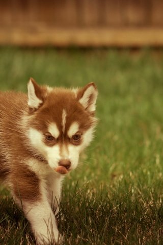 Обои лето, собака, щенок, хаска, газон, summer, dog, puppy, husky, lawn разрешение 2560x1600 Загрузить