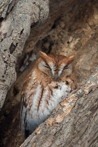 Обои сова, дерево, спит, птица, кора, дупло, owl, tree, sleeping, bird, bark, the hollow разрешение 2047x1270 Загрузить