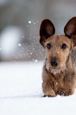 Обои снег, зима, мордочка, взгляд, собака, прогулка, уши, snow, winter, muzzle, look, dog, walk, ears разрешение 2048x1366 Загрузить