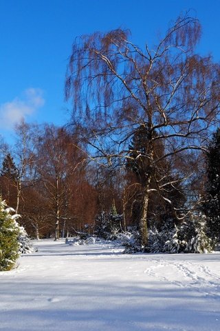 Обои небо, деревья, снег, природа, зима, пейзаж, следы, the sky, trees, snow, nature, winter, landscape, traces разрешение 4608x2576 Загрузить