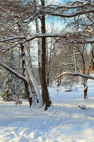 Обои деревья, снег, зима, лучи, парк, деревь, trees, snow, winter, rays, park разрешение 3004x1885 Загрузить