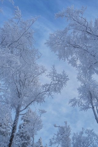 Обои небо, деревья, снег, зима, the sky, trees, snow, winter разрешение 2031x1350 Загрузить