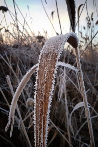 Обои трава, растения, зима, макро, иней, холод, камыш, сухая трава, grass, plants, winter, macro, frost, cold, reed, dry grass разрешение 3024x3024 Загрузить