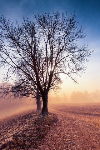 Обои небо, дерево, утро, туман, поле, рассвет, the sky, tree, morning, fog, field, dawn разрешение 2048x1365 Загрузить