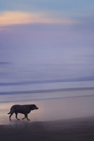 Обои закат, море, собака, sunset, sea, dog разрешение 2048x1264 Загрузить
