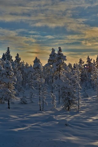 Обои деревья, снег, закат, зима, норвегия, trees, snow, sunset, winter, norway разрешение 4559x2564 Загрузить