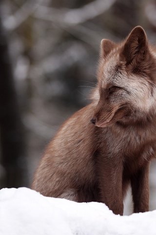 Обои снег, зима, лиса, боке, snow, winter, fox, bokeh разрешение 4846x3231 Загрузить