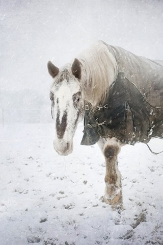 Обои снег, зима, холод, конь, snow, winter, cold, horse разрешение 2048x1363 Загрузить