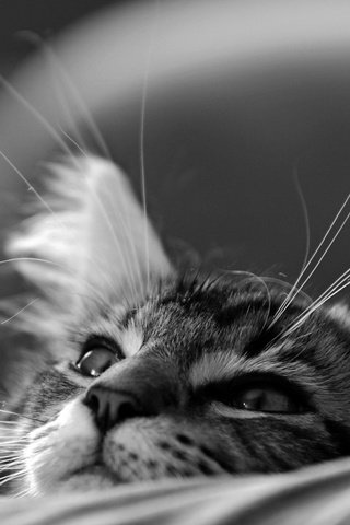 Обои кот, мордочка, кошка, чёрно-белое, котенок, монохром, мечтатель, cat, muzzle, black and white, kitty, monochrome, dreamer разрешение 2048x1280 Загрузить