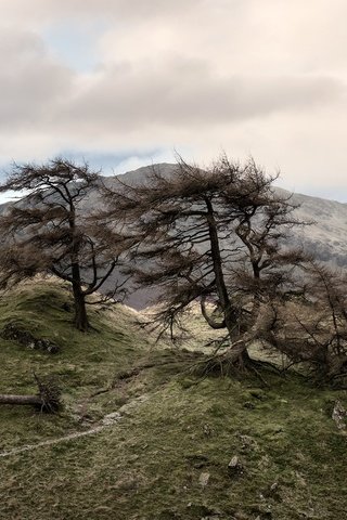 Обои небо, деревья, горы, природа, забор, the sky, trees, mountains, nature, the fence разрешение 2448x1206 Загрузить