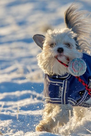 Обои снег, зима, настроение, собака, игрушка, прогулка, snow, winter, mood, dog, toy, walk разрешение 2048x1288 Загрузить