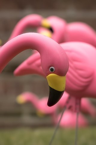 Обои фламинго, игрушки, крупным планом, a flock of pink flamingos, flamingo, toys, closeup разрешение 2048x1460 Загрузить