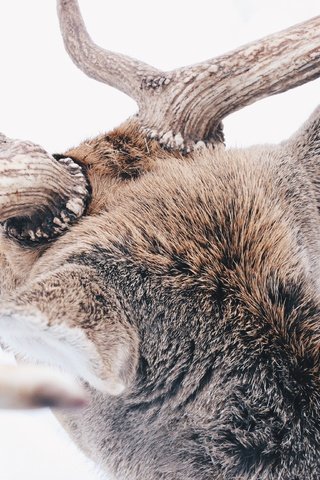 Обои снег, лес, олень, зима, животные, животное, рога, reindeer, snow, forest, deer, winter, animals, animal, horns разрешение 3888x2592 Загрузить