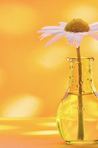 Обои фон, ромашка, бутылочка, вазочка, background, daisy, bottle, vase разрешение 2560x1696 Загрузить