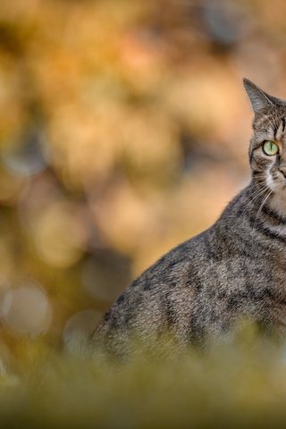 Обои портрет, кошка, взгляд, боке, portrait, cat, look, bokeh разрешение 2048x1365 Загрузить