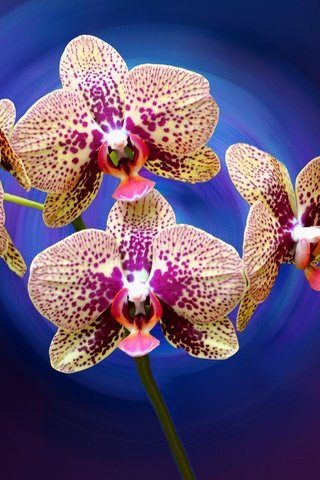 Обои цветы, лепестки, орхидея, flowers, petals, orchid разрешение 2048x1360 Загрузить
