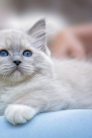Обои мордочка, усы, лапы, кошка, взгляд, котенок, голубые глаза, рэгдолл, muzzle, mustache, paws, cat, look, kitty, blue eyes, ragdoll разрешение 1920x1260 Загрузить