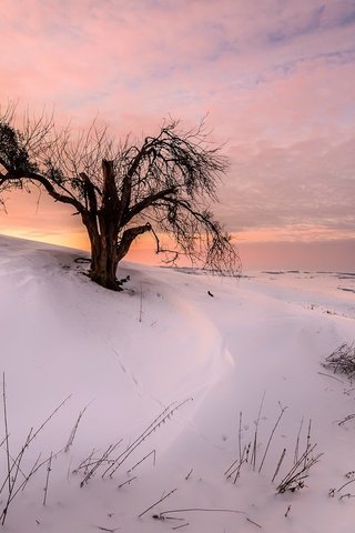 Обои снег, природа, дерево, закат, зима, snow, nature, tree, sunset, winter разрешение 2047x1253 Загрузить