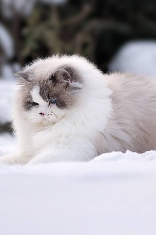 Обои снег, зима, кошка, пушистая, рэгдолл, snow, winter, cat, fluffy, ragdoll разрешение 1920x1080 Загрузить