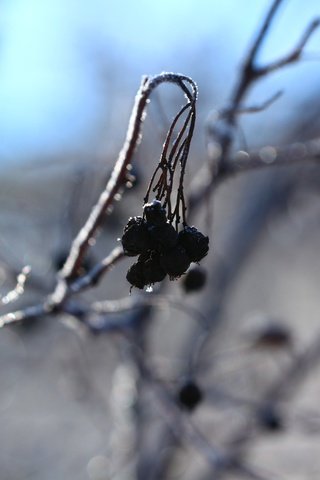 Обои зима, фон, ягоды, winter, background, berries разрешение 1920x1280 Загрузить