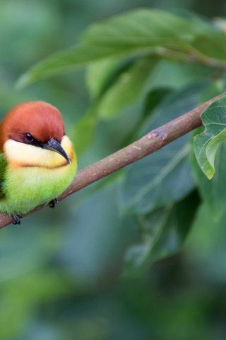 Обои ветка, листва, птица, щурка, пчелоед, золотистая щурка, branch, foliage, bird, schurka, peeled, european bee-eater разрешение 2048x1365 Загрузить