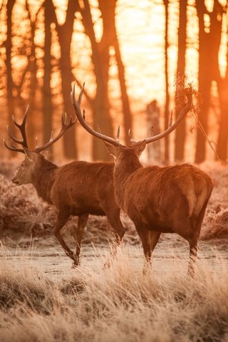 Обои лес, рога, олени, dusk, forest, horns, deer разрешение 5616x3744 Загрузить