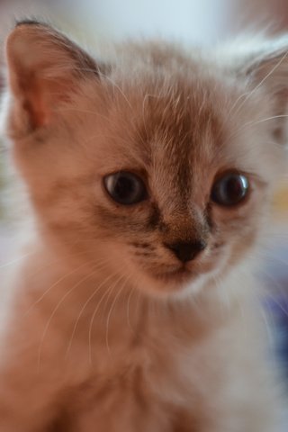 Обои котенок, малыш, красивый котенок, kitty, baby, beautiful kitten разрешение 3696x2448 Загрузить
