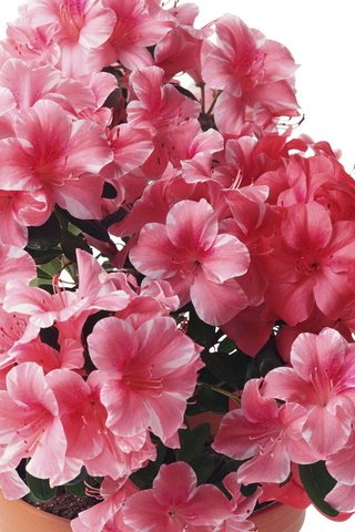 Обои розовый, рододендрон, pink, rhododendron разрешение 1920x1200 Загрузить