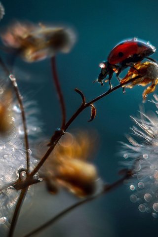 Обои вода, ветка, макро, божья коровка, коровка, божья, water, branch, macro, ladybug, of god разрешение 2560x1600 Загрузить