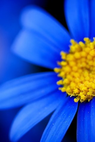 Обои тычинки, синие лепестки, синяя ромашка, stamens, blue petals, blue daisy разрешение 1920x1200 Загрузить