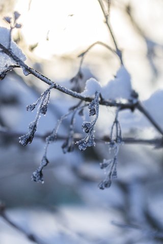 Обои снег, природа, зима, макро, ветки, мороз, snow, nature, winter, macro, branches, frost разрешение 4608x3072 Загрузить