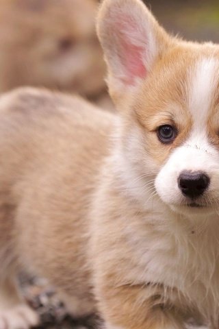 Обои мордочка, взгляд, собака, щенок, вельш-корги, корги, muzzle, look, dog, puppy, welsh corgi, corgi разрешение 1920x1080 Загрузить