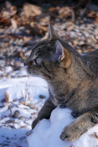 Обои снег, кот, кошка, полосатый, snow, cat, striped разрешение 4592x3448 Загрузить