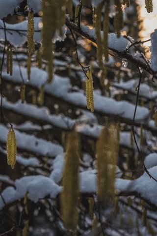 Обои снег, природа, дерево, зима, ветки, snow, nature, tree, winter, branches разрешение 6016x4016 Загрузить