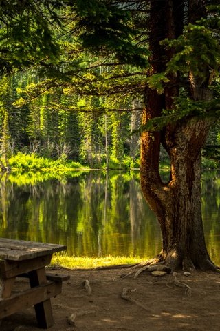 Обои деревья, вода, озеро, природа, лес, стол, скамейка, trees, water, lake, nature, forest, table, bench разрешение 6016x4016 Загрузить