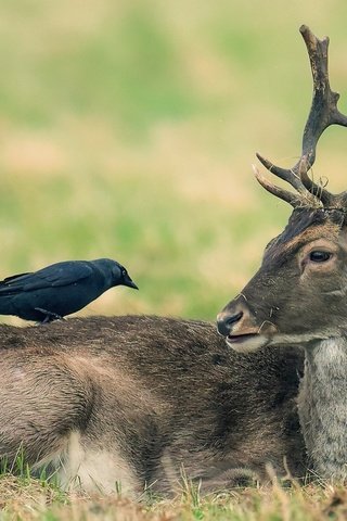 Обои природа, олень, животные, птица, ворона, nature, deer, animals, bird, crow разрешение 2046x1387 Загрузить