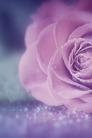 Обои цветок, роза, красивая, капли воды, flower, rose, beautiful, water drops разрешение 2048x1363 Загрузить
