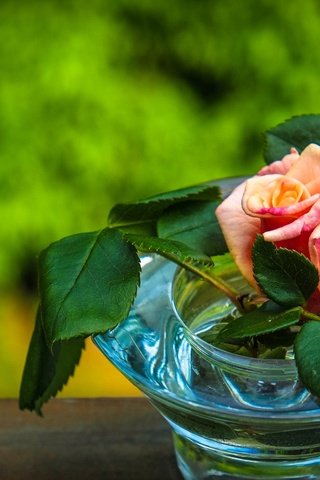 Обои цветы, листья, цветок, роза, бутон, ваза, вазочка, flowers, leaves, flower, rose, bud, vase разрешение 2560x1601 Загрузить