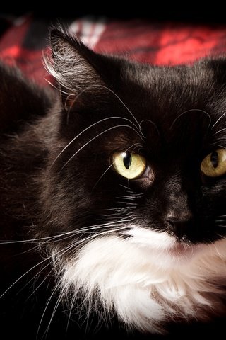 Обои глаза, усы, кошка, взгляд, eyes, mustache, cat, look разрешение 2048x1463 Загрузить