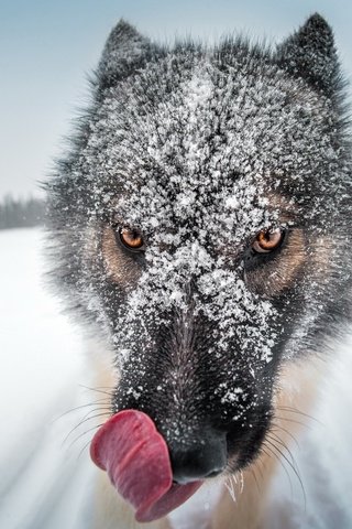 Обои волк, глаза, крупным планом, снег, природа, зима, животное, язык, нос, мех, wolf, eyes, closeup, snow, nature, winter, animal, language, nose, fur разрешение 2560x1600 Загрузить