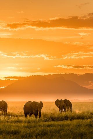 Обои свет, горы, африка, слоны, light, mountains, africa, elephants разрешение 2500x1406 Загрузить