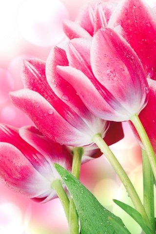Обои цветы, боке, бутоны, крупным планом, листья, фон, блики, мокрые, тюльпаны, розовые, flowers, bokeh, buds, closeup, leaves, background, glare, wet, tulips, pink разрешение 6000x4000 Загрузить