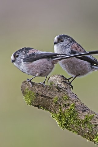 Обои ветка, дерево, птицы, мох, синица, длиннохвостая синица, branch, tree, birds, moss, tit, long-tailed tit разрешение 2048x1365 Загрузить