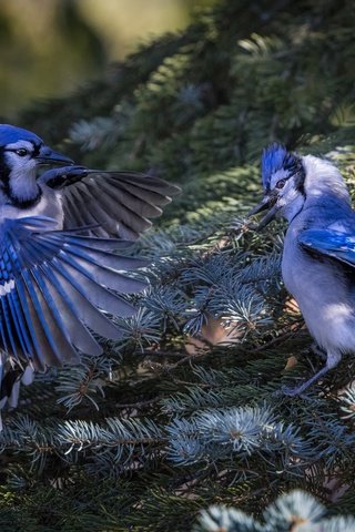 Обои природа, хвоя, ветки, птицы, ель, пара, сойка, голубая сойка, nature, needles, branches, birds, spruce, pair, jay, blue jay разрешение 2048x1365 Загрузить