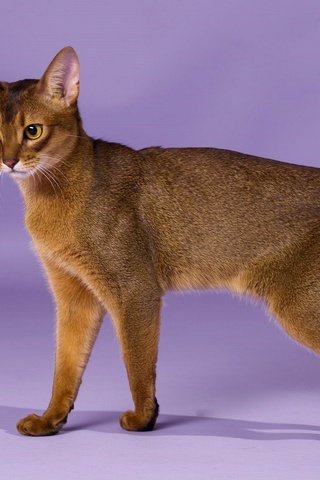 Обои кошка, порода, грация, абиссинская кошка, cat, breed, grace, abyssinian cat разрешение 1920x1246 Загрузить