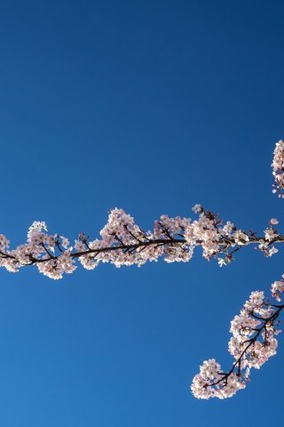 Обои небо, природа, цветение, ветки, весна, вишня, the sky, nature, flowering, branches, spring, cherry разрешение 2048x1365 Загрузить