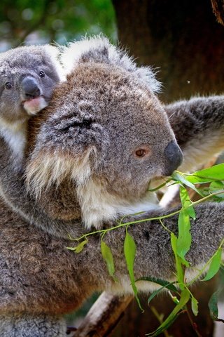 Обои природа, бабмук, дерево, животные, бамбук, детеныш, коала, коалы, эвкалипт, nature, the bamboo, tree, animals, bamboo, cub, koala, koalas, eucalyptus разрешение 4374x2844 Загрузить