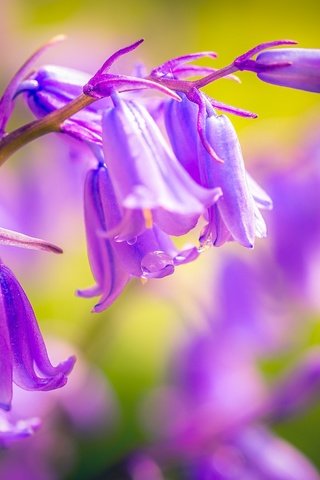 Обои цветы, макро, колокольчики, капли воды, после дождя, flowers, macro, bells, water drops, after the rain разрешение 2048x1152 Загрузить