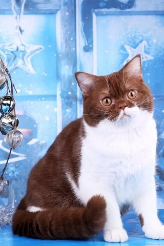 Обои новый год, кот, кошка, взгляд, праздник, декор, пятнистый, new year, cat, look, holiday, decor, spotted разрешение 1920x1233 Загрузить